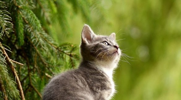 Insegnare ai bambini i nomi degli animali in inglese