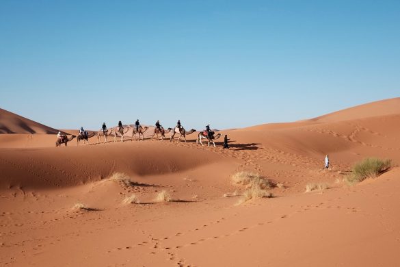 Carovana di cammelli nel deserto
