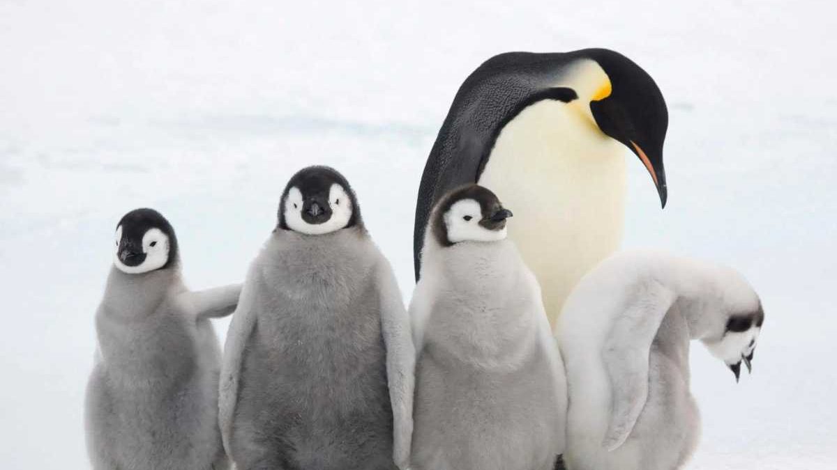 Adottati <span>55 pinguini</span> con l’aiuto del WWF
