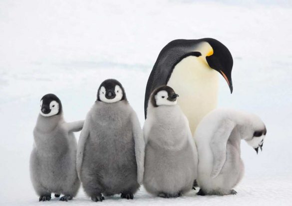 Adottati 55 pinguini con l'aiuto del WWF