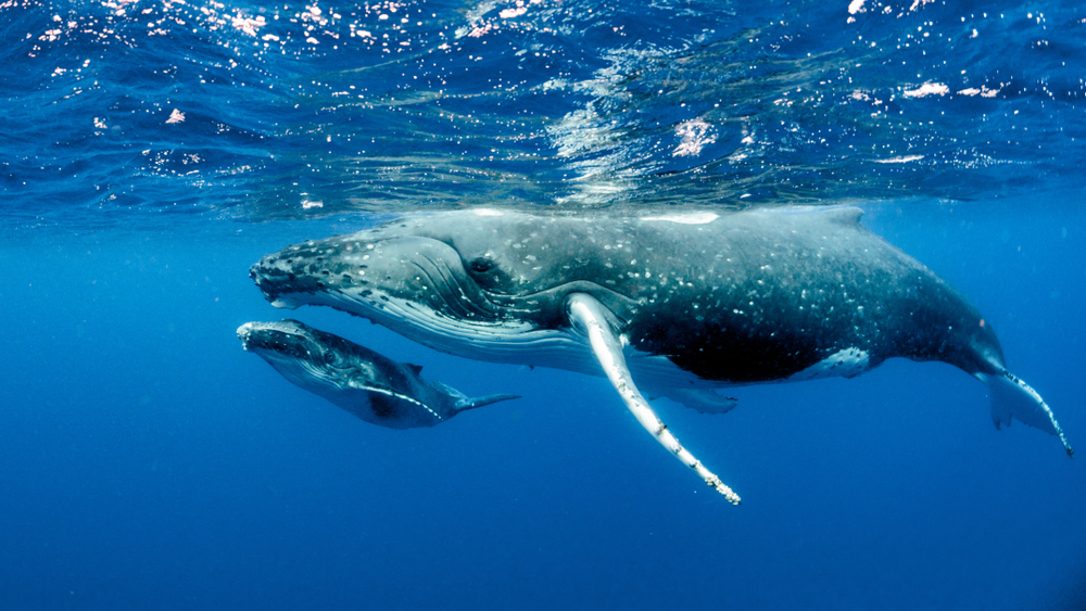 La <span>Giornata Mondiale delle Balene</span>