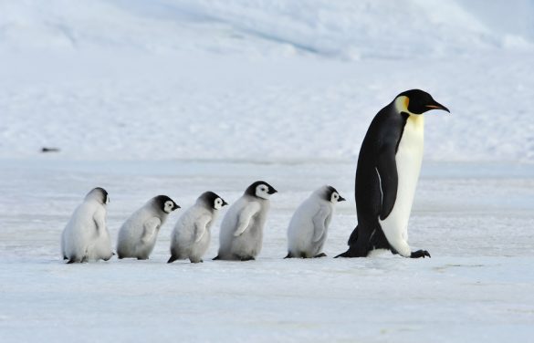 La Giornata Mondiale del Pinguino