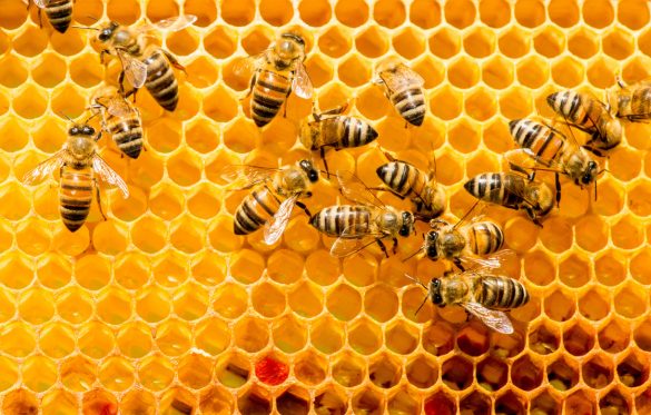 Giornata mondiale delle api