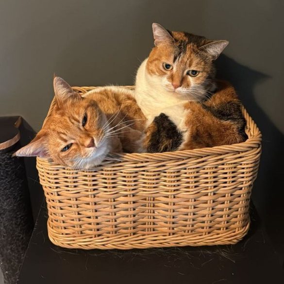 Minou e Panzotta di Federico