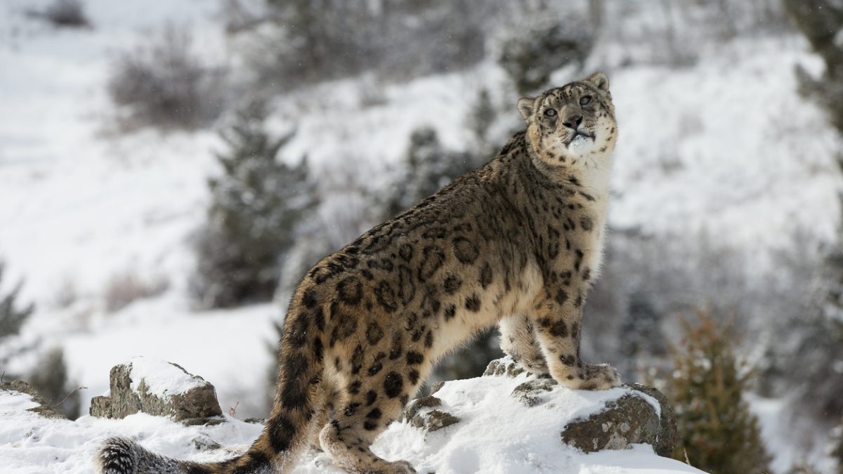 International <span>Snow Leopard Day</span>