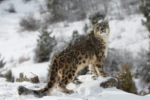 Snow Leopard - Leopardo delle Nevi